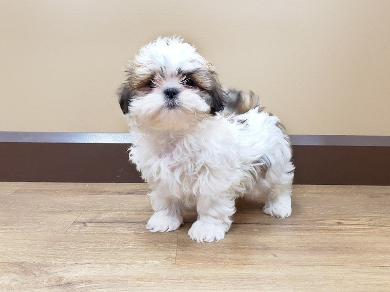 We Have Lhasa Apso Puppies Available For Sale In Jaipur