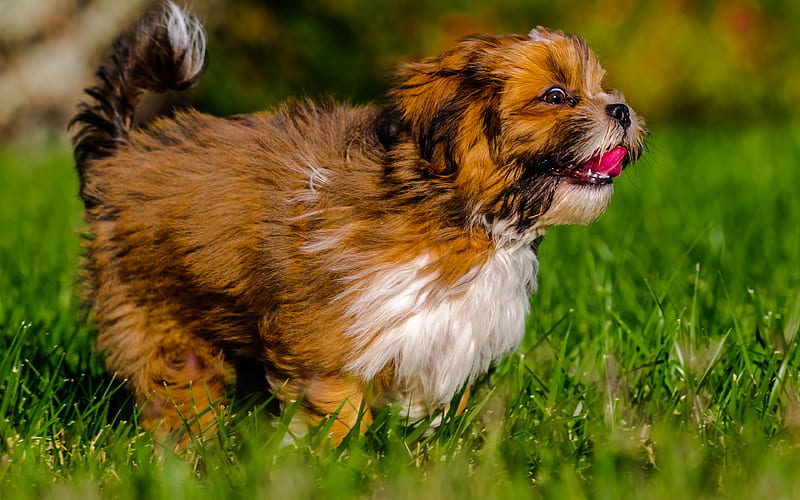 Cute Lhasa Apso Puppies Available For Sale In Chennai.