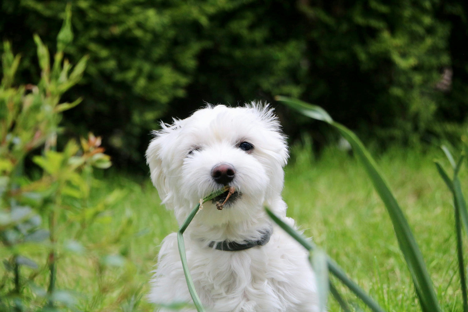  Buy Furry Maltese Puppies Available For Sale In Ahmedabad.