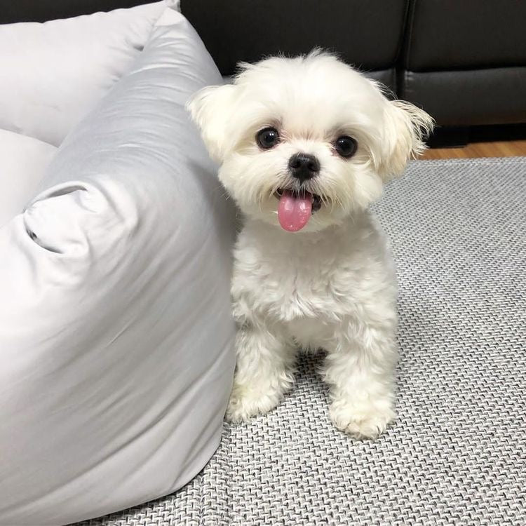 Maltese Puppies Available For Sale In Bangalore.