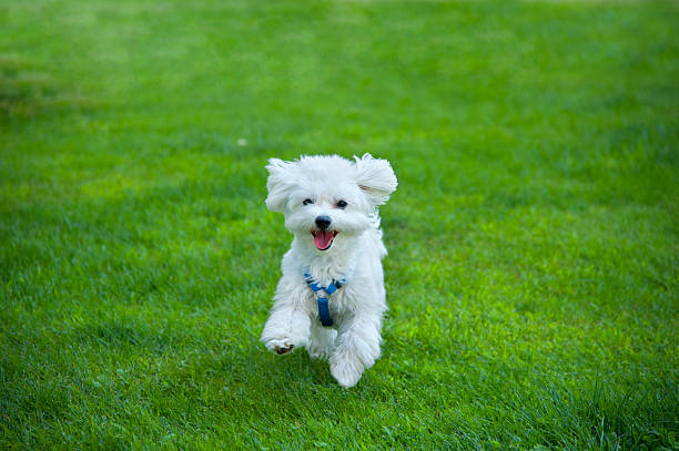 Buy Maltese Puppies From Delhi At Best Price.