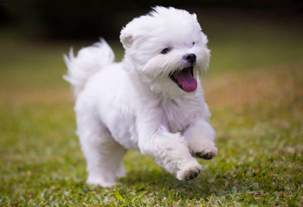 Maltese Puppies Available For Sale In Goa.