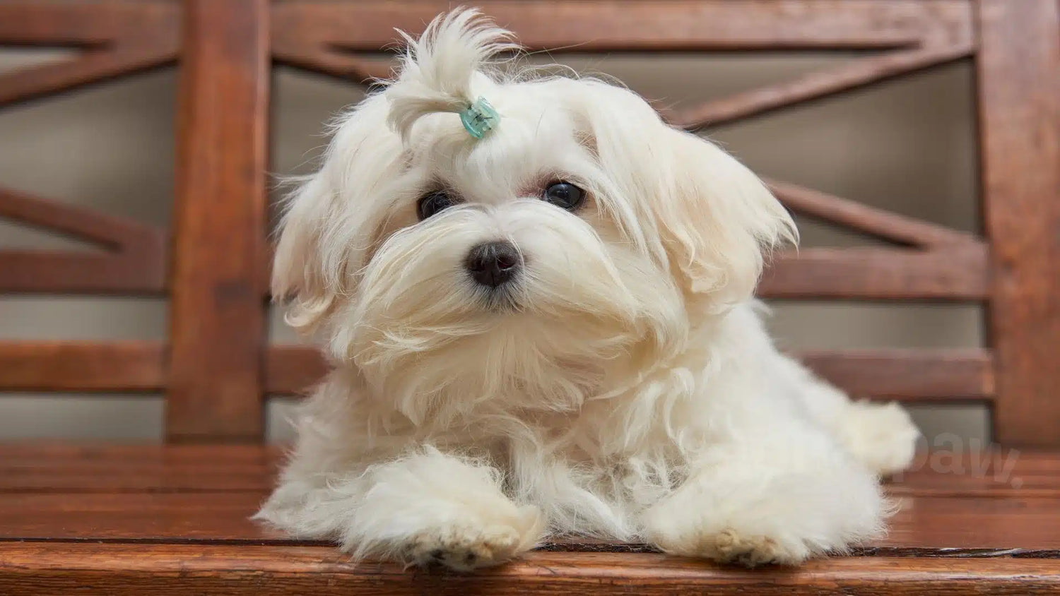 Get Male Maltese Puppies Available For Sale In Hyderabad.