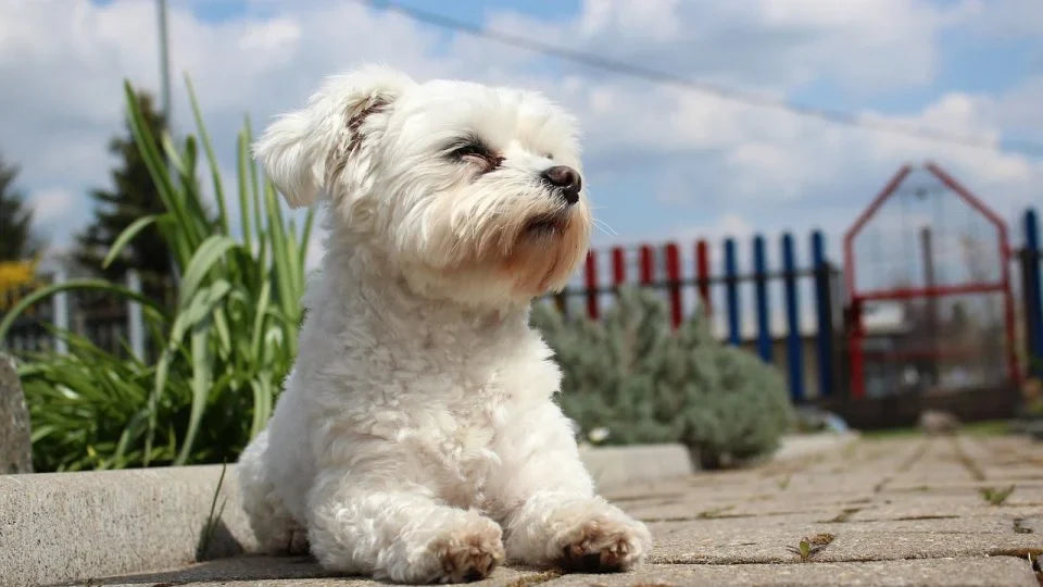 Maltese Puppies Available For Sale In Mumbai.