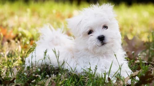 Get Maltese Puppy From Pune Online.
