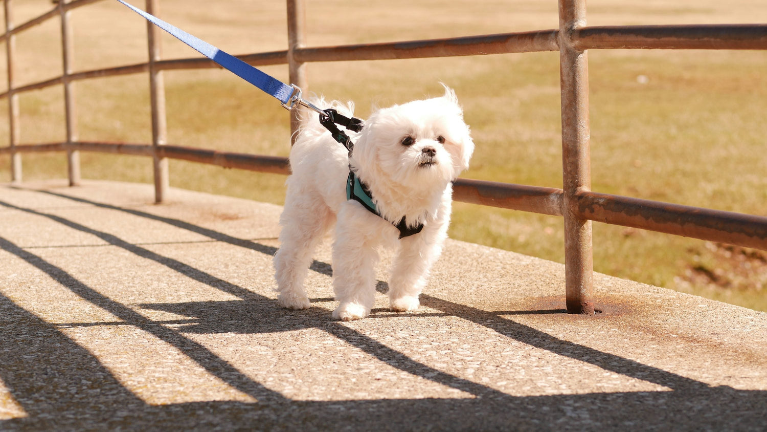 Buy Male & Female Maltese Puppies From Chennai At Premium Quality.