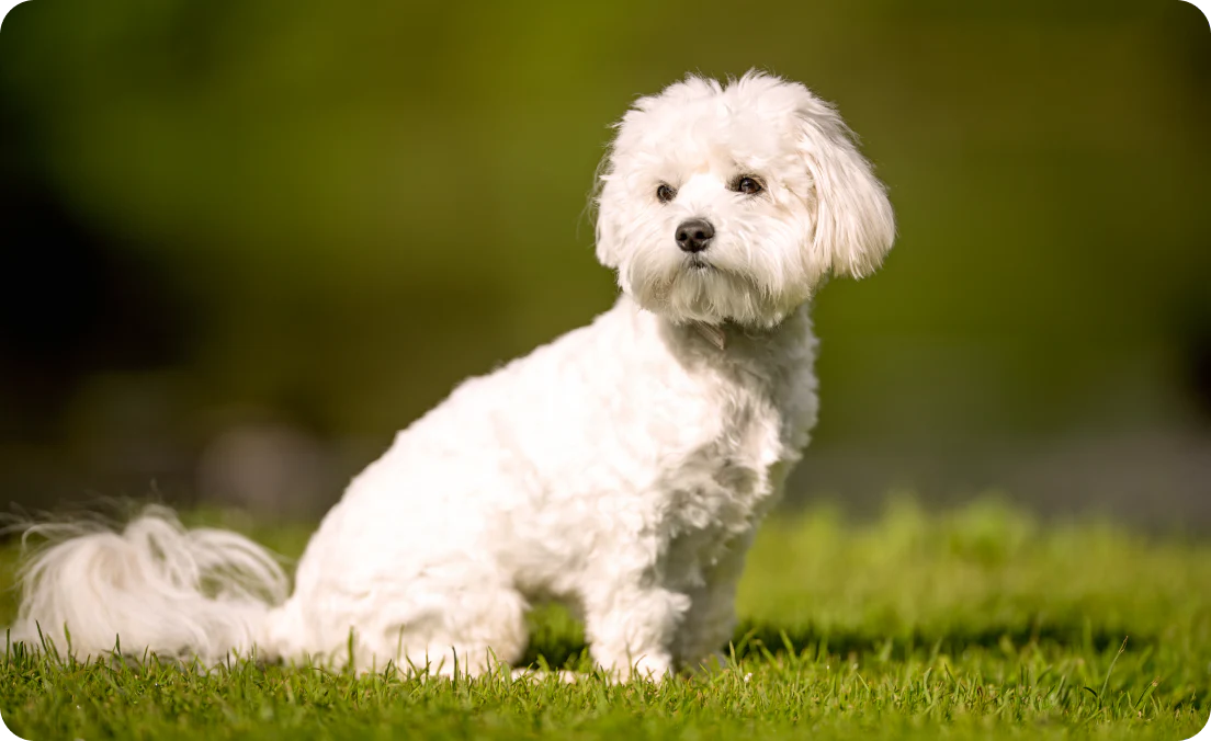 Pure White Coat & Get Cheerful Maltese Puppy Available For Sale In Jaipur