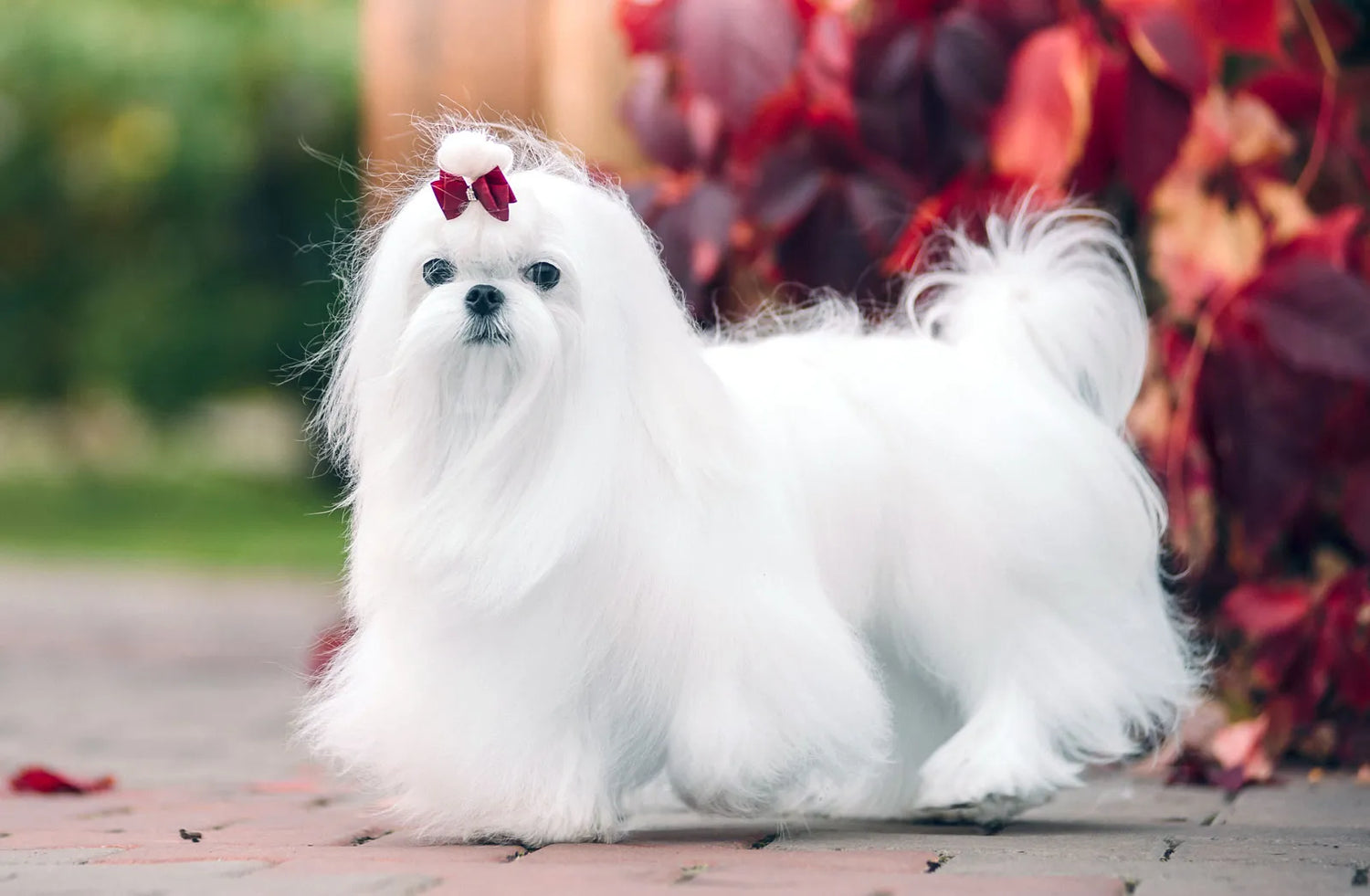 Maltese dog breeder in vizag