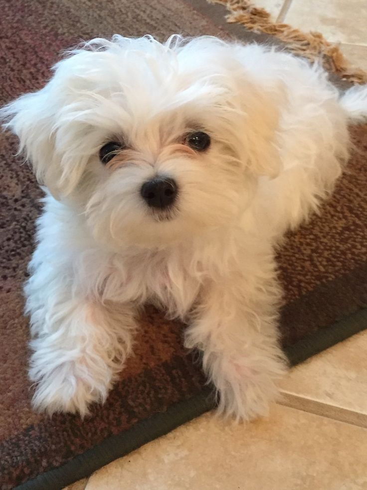 Maltese