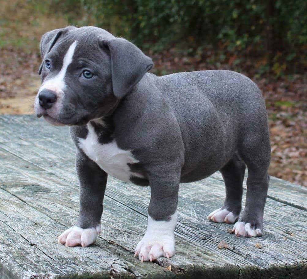Pitbull Puppies Available For Sale In Bangalore.