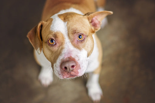 Pitbull Male & Female Puppies Available In Delhi.
