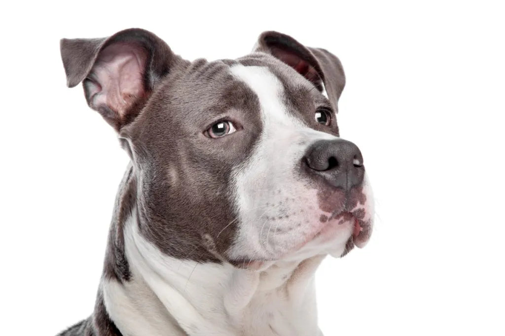 Pitbull Price In Goa