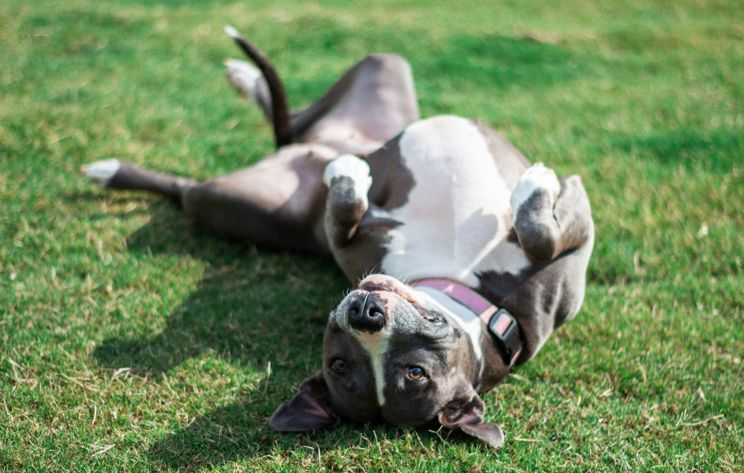 We Have Male KCI Registered Pitbull Puppies Available For Sale In Hyderabad.