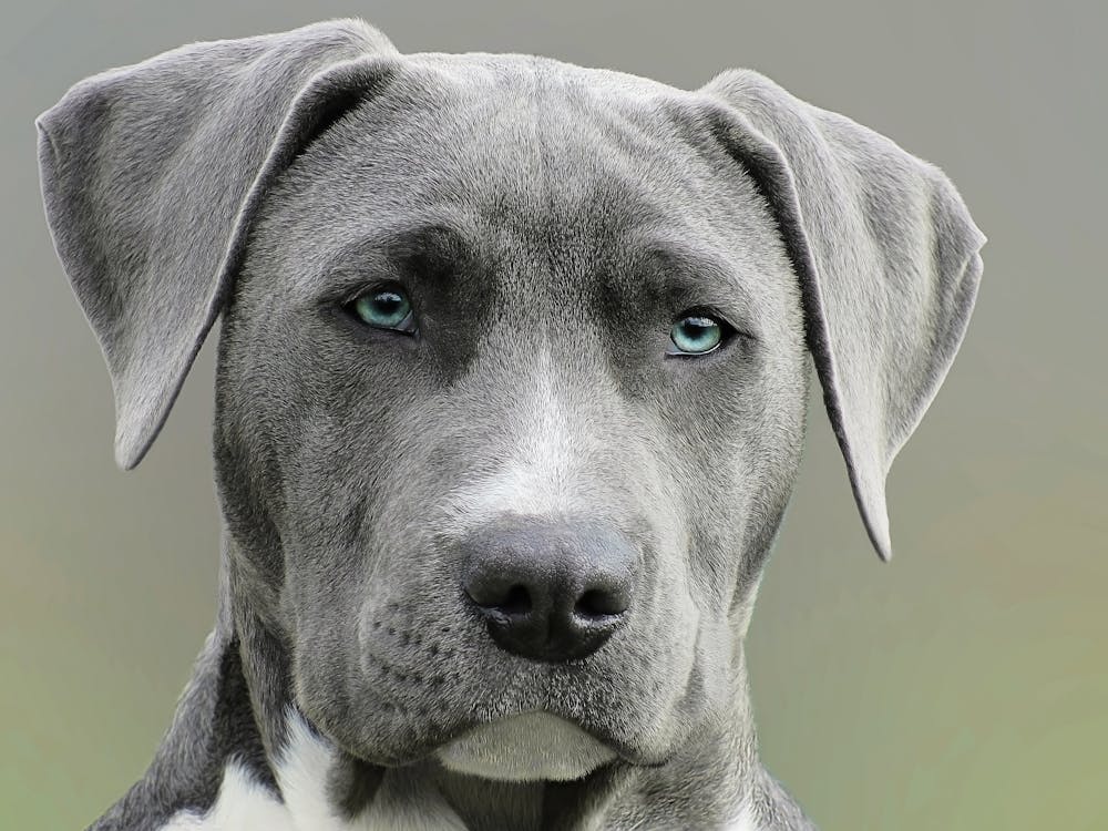 Pitbull Puppies Available For Sale In Mumbai.