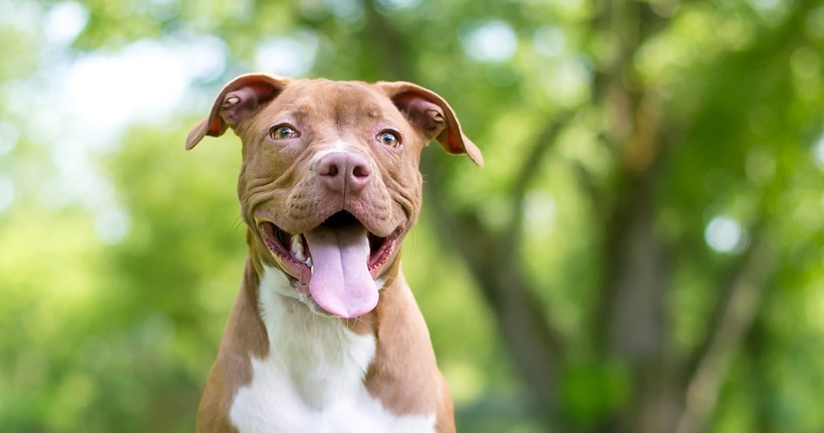 Buy Best Quality Pitbull Puppies From Pune.