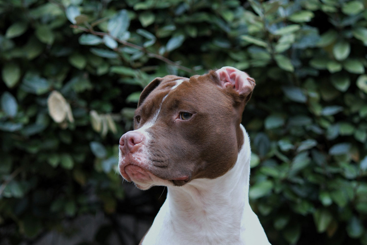We Have Energetic Pitbull Puppies In Chennai At Best Quality.