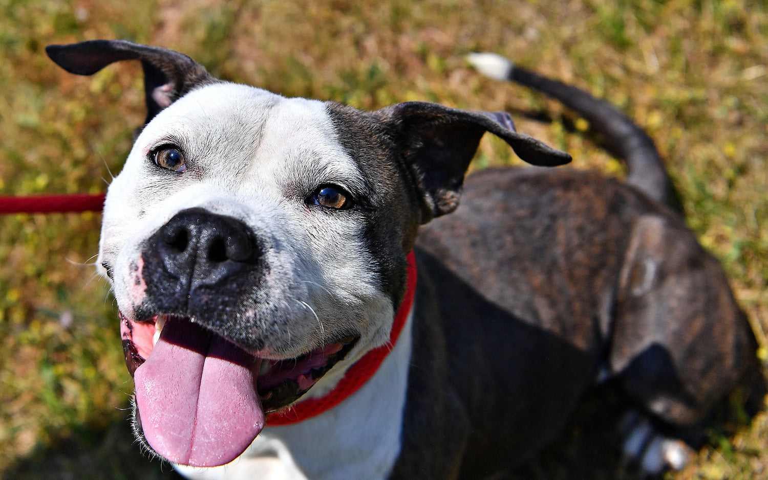 Smart Pitbull Puppies Available For Sale In Jaipur
