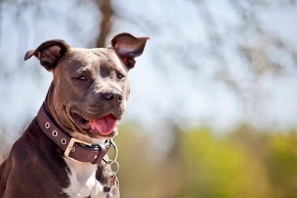 Pitbull dog breeder in vizag