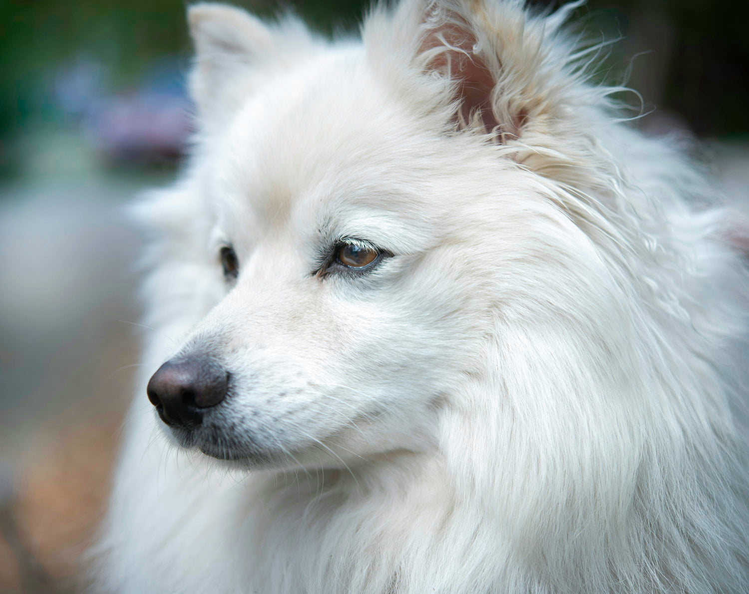 Pomeranian Puppy Available For Sale In Goa.