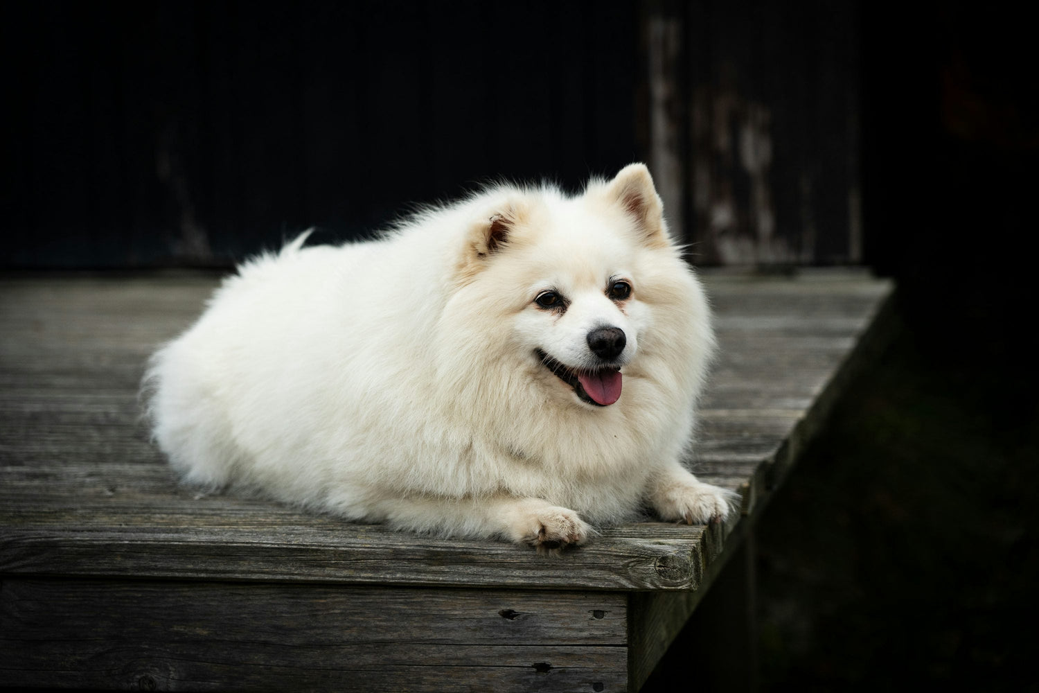Buy Male & Female Pomeranian Puppies Available For Sale In Hyderabad.