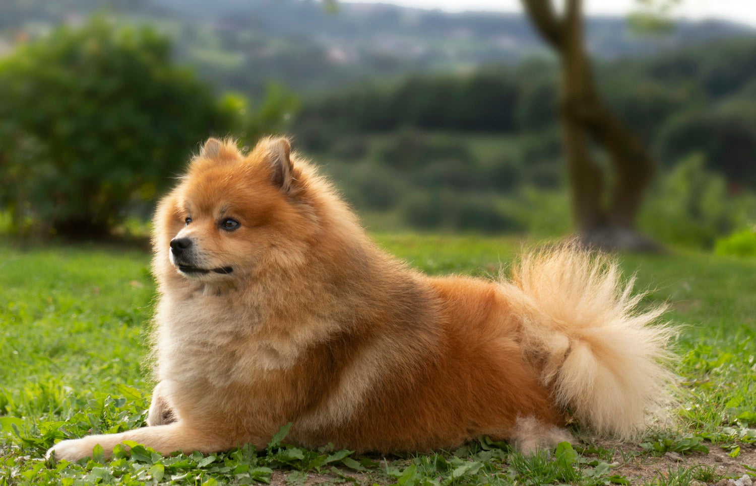 Pomeranian Puppies Available For Sale In Mumbai.