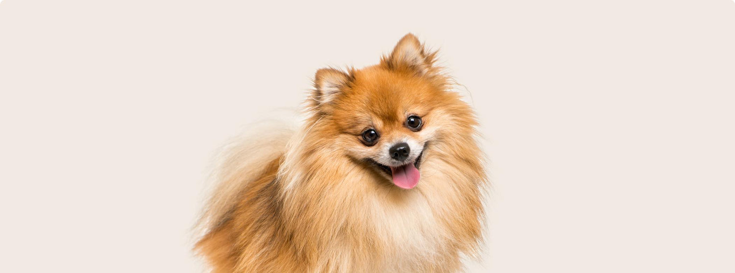 Pomeranian Puppies Available For Sale At Affordable Price.