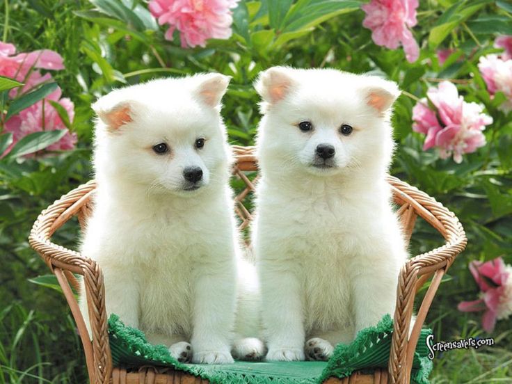 We Have Pomeranian Male & Female Puppy Available For Sale In Jaipur.