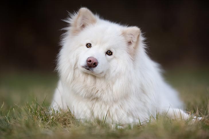 Buy Family Friendly Pomeranian Puppies From Chennai.