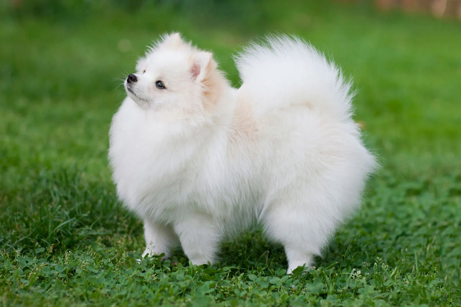 Pomeranian dog breeder in vizag