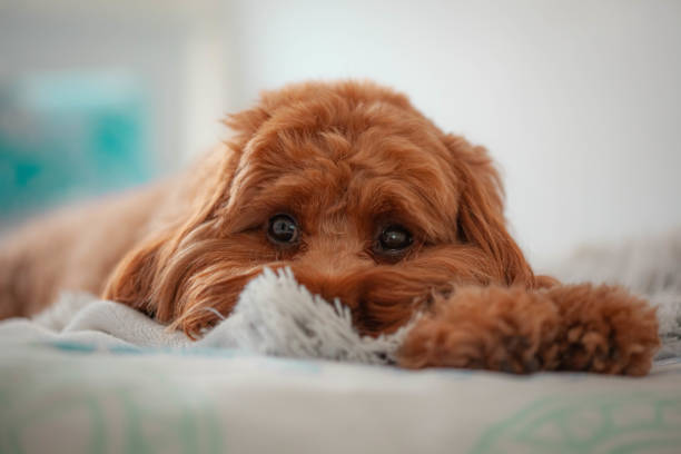 We have Male Poodle Puppies Available For Sale In Ahmedabad.