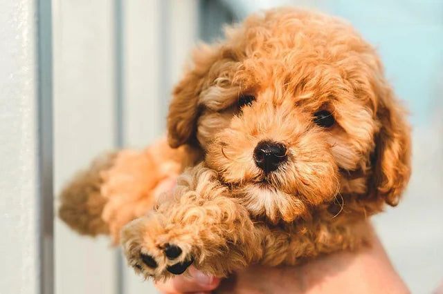 Poodle Puppies Available For Sale In Bangalore.