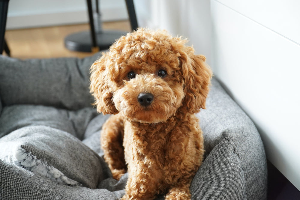 Poodle Puppies Available For Sale At Premium Quality.