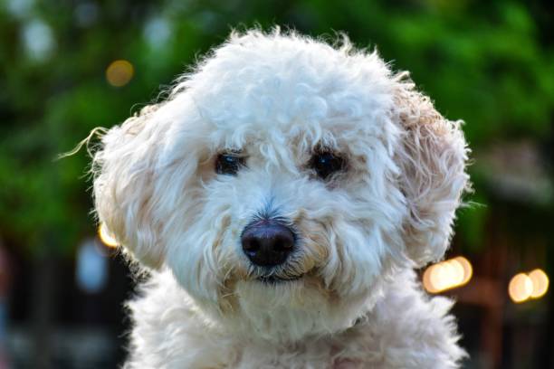 We have Male Poodle Puppies Available For Sale In Hyderabad.