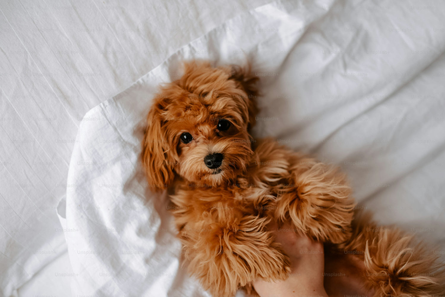 Poodle Puppies Available For Sale In Mumbai.