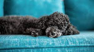 Buy Poodle Puppy At Best Price From Pune.