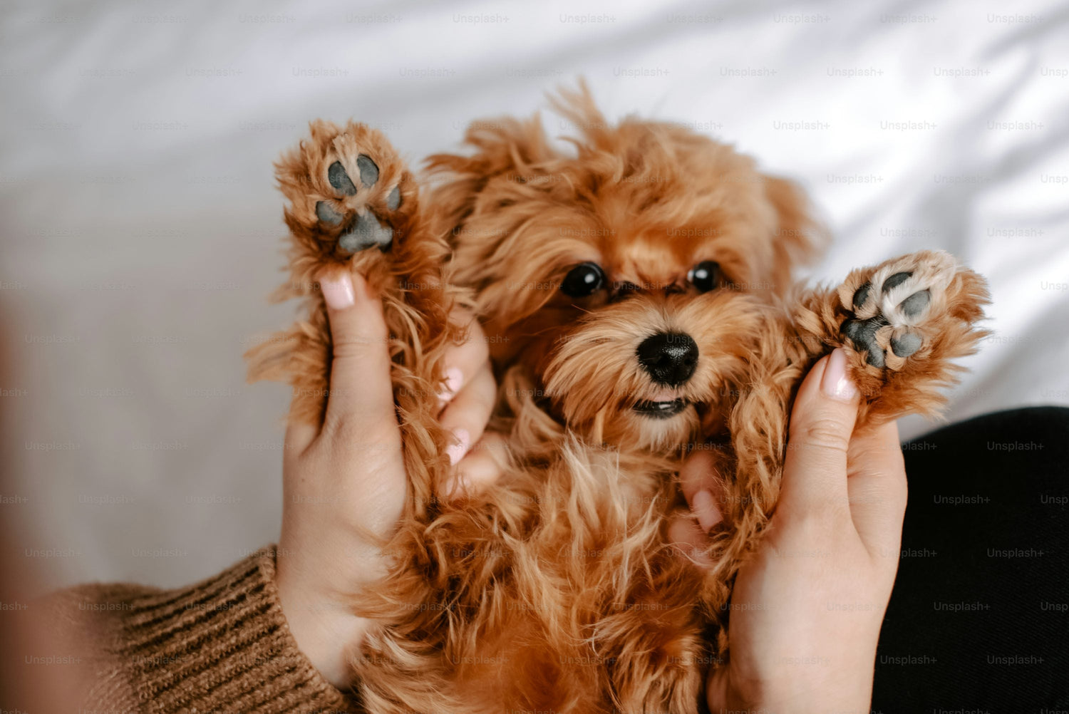 Buy Cute Poodle Puppies Available For Sale In Jaipur