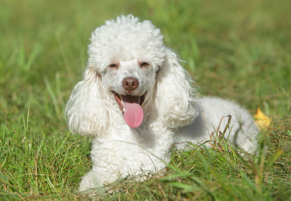 Poodle dog breeder in vizag