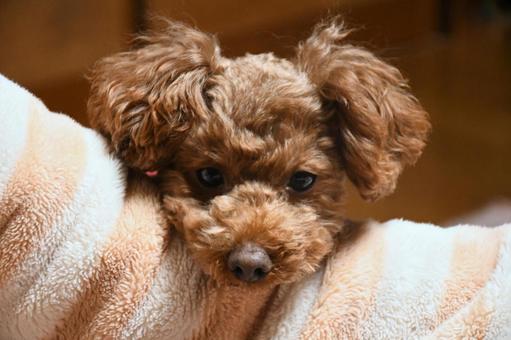 Get Silky Coat Poodle Puppies From Chennai At Best Quality.