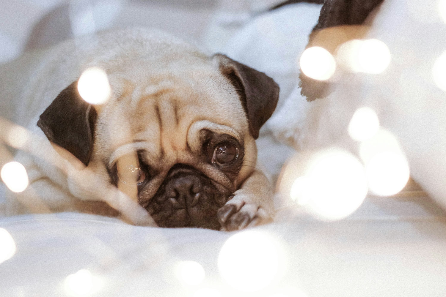 Purchase Healthy Pug Puppies Available For Sale In Ahmedabad.