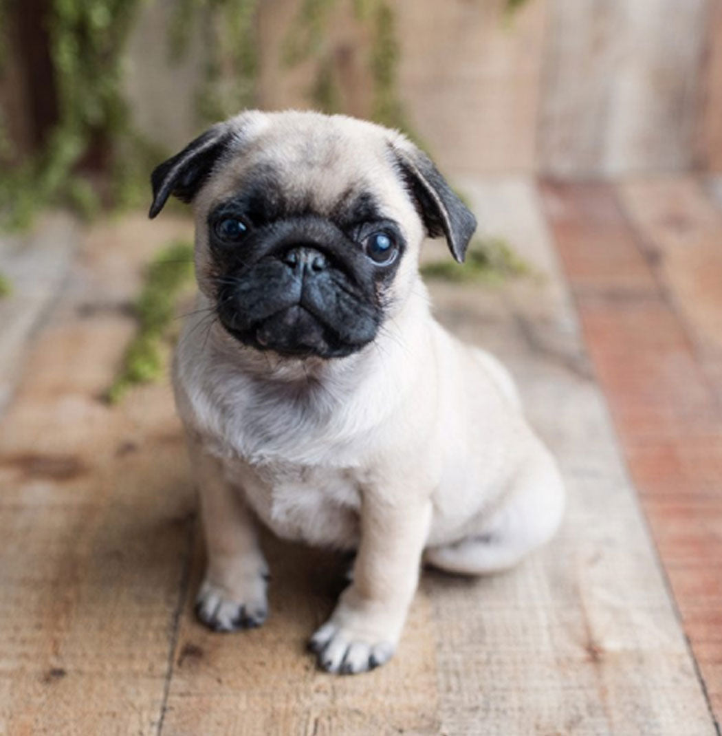 Pug Puppies Available For Sale In Bangalore.