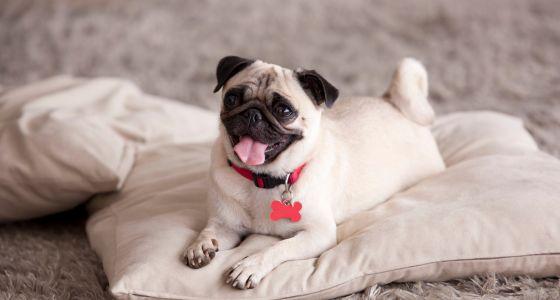 Pug Puppies Available In Delhi.
