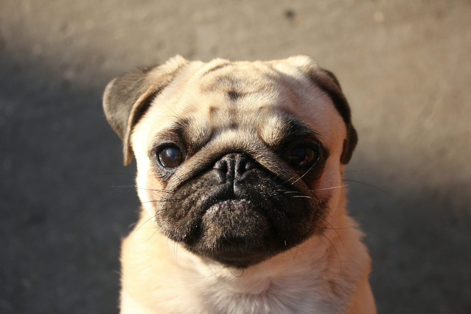 Pug Puppies Available For Sale In Goa At Best Price.