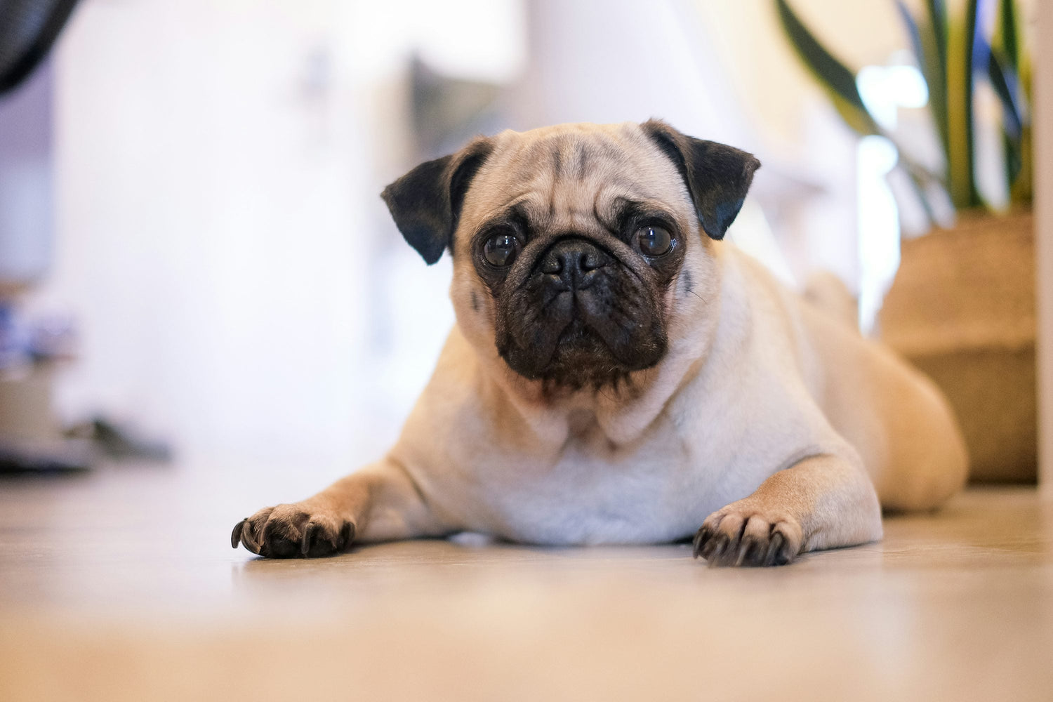Stocky Male Pug puppies Available In Hyderabad.