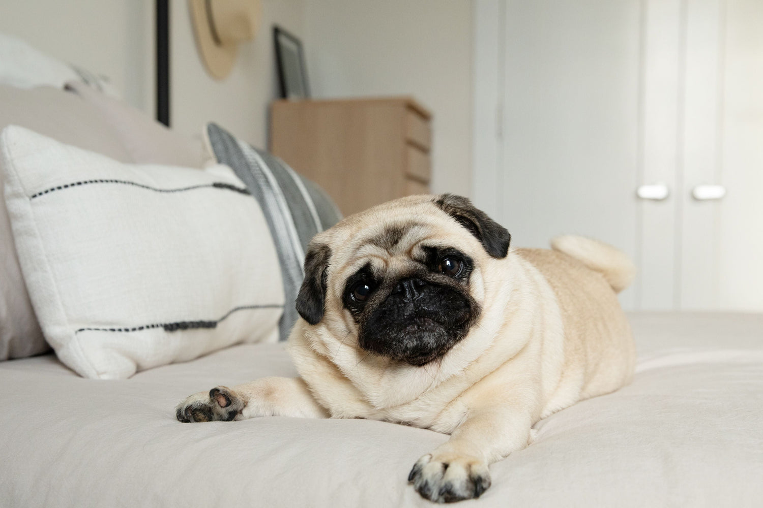 Pug Puppies Available For Sale In Mumbai.