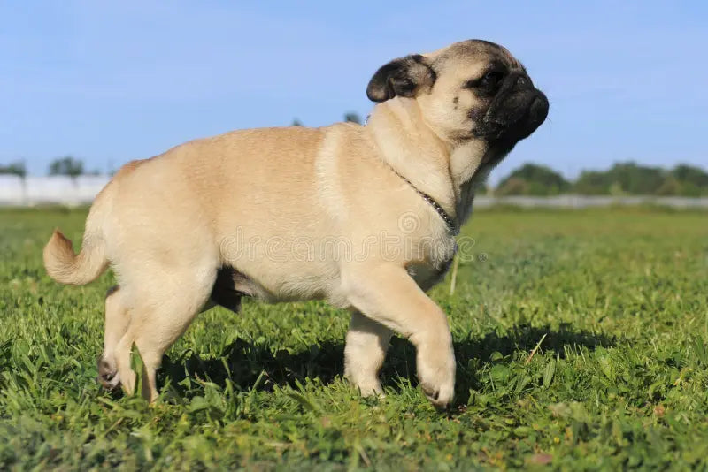 Purchase Pug Puppies From Pune At Best Price.