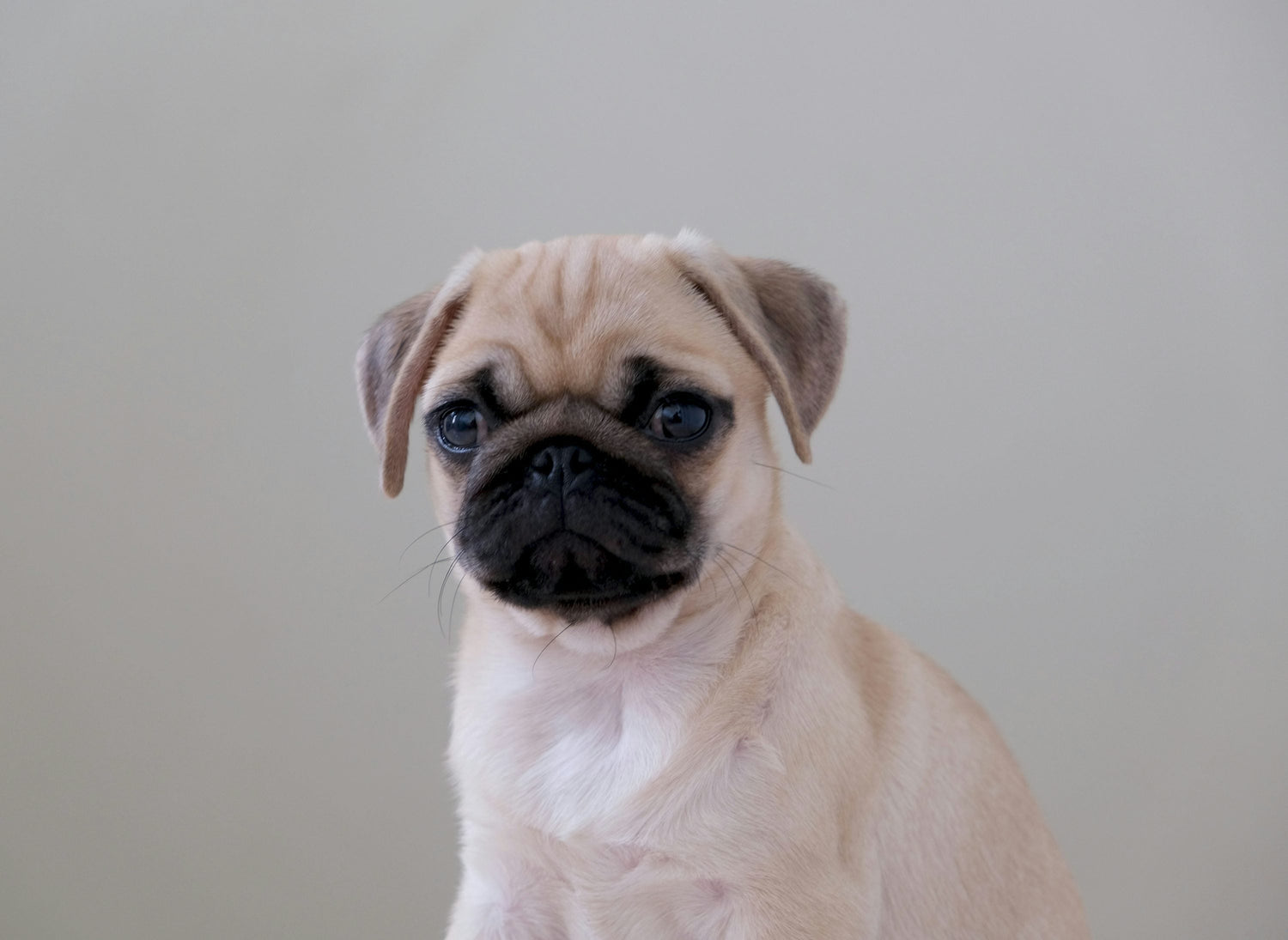 Stocky Male Pug Puppy  Available For Sale In Jaipur