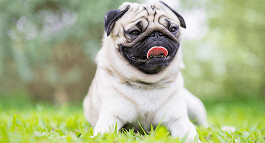 Pug dog breeder in vizag