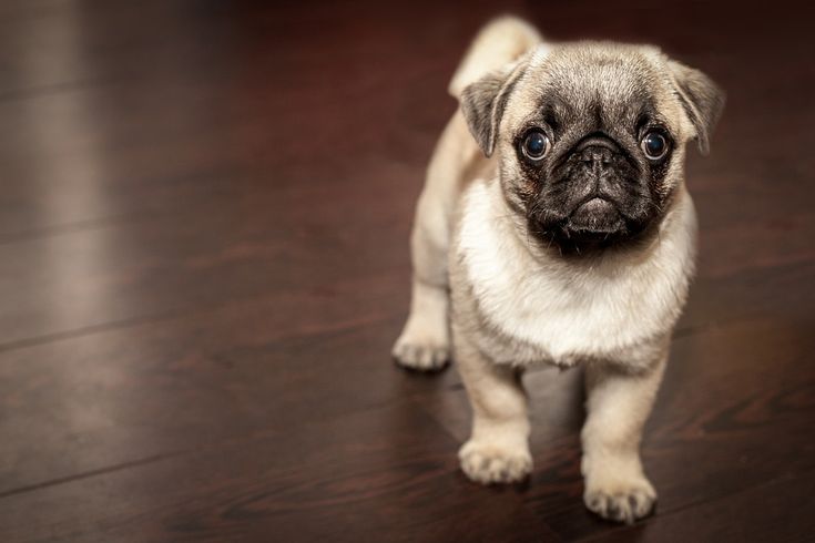 We Have Healthy Pug Male & Female Puppies Available At Chennai.