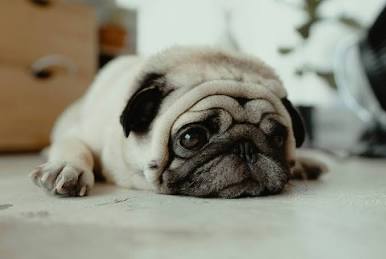 Pug