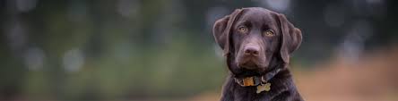 Get Best Quality Puppies From Us  At Inexpensive Price.